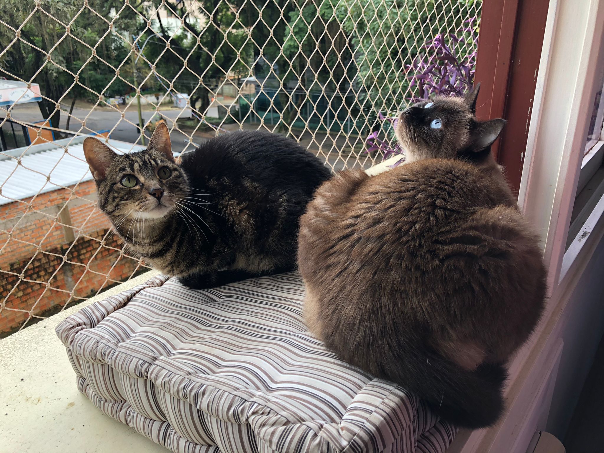 My cats, Pata, on the left, and Mimi, on the Right